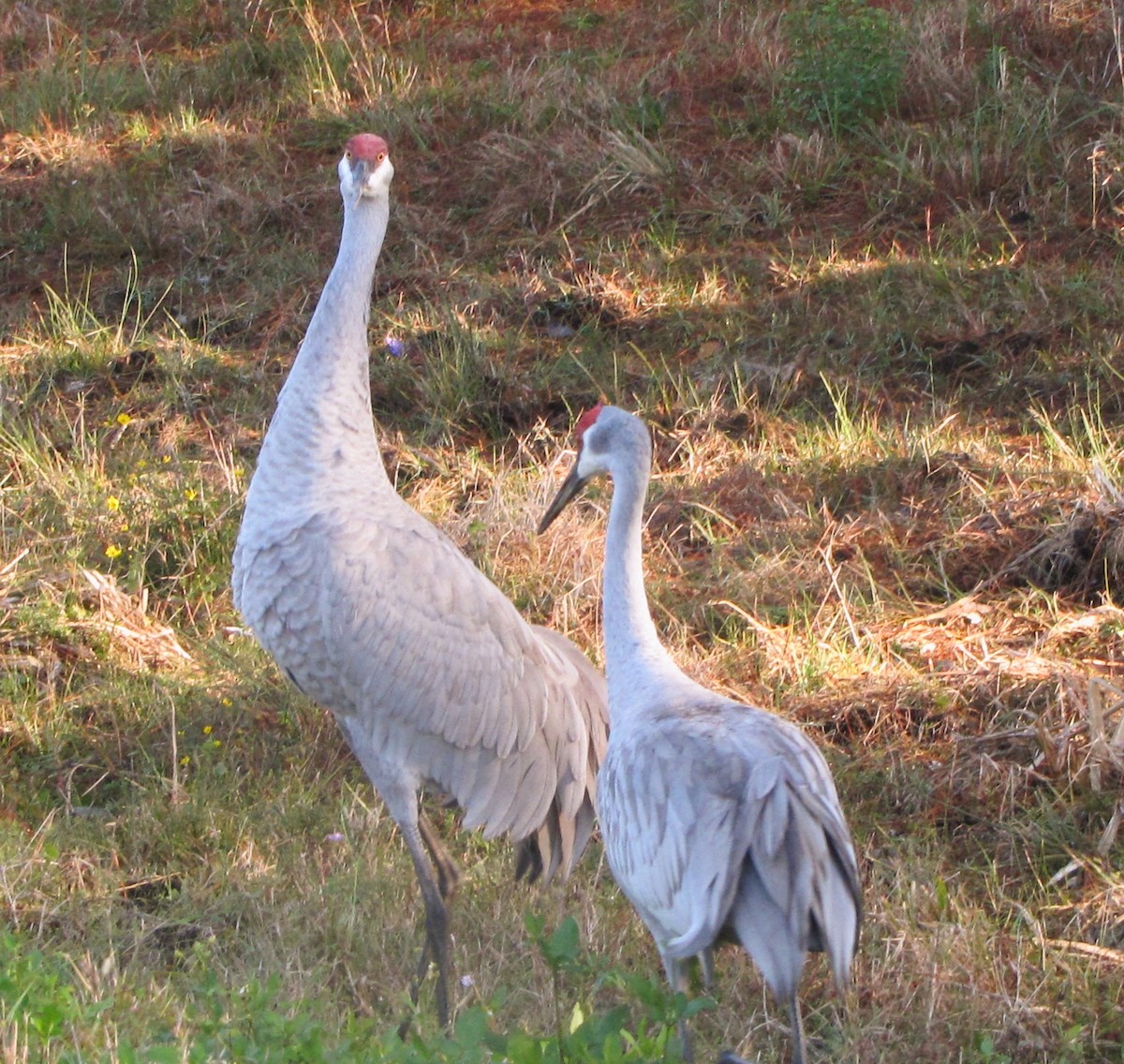 Sandhill Crane - ML519053011