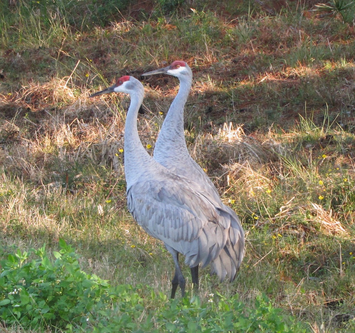 Sandhill Crane - ML519053041