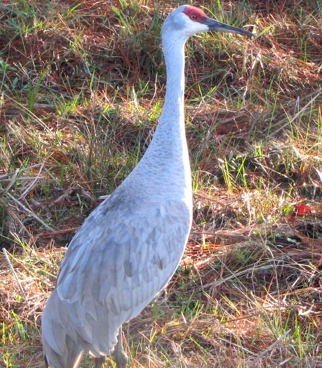 Sandhill Crane - ML519053051