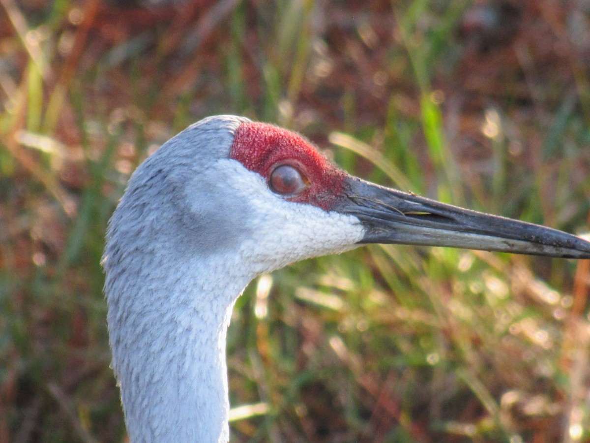 Sandhill Crane - ML519053061