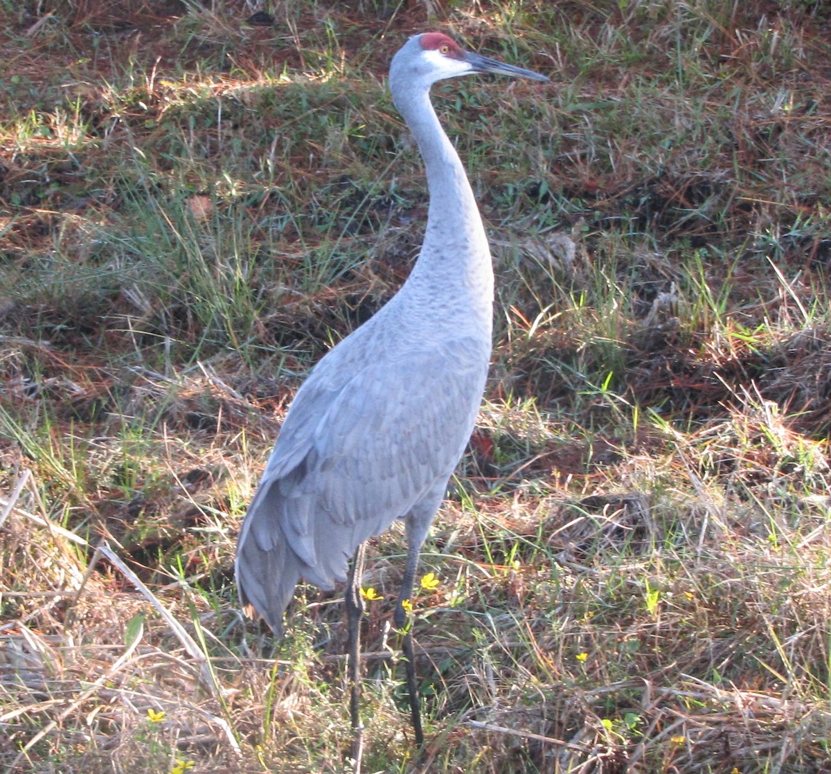 Sandhill Crane - ML519053081