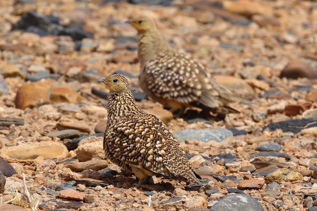 stepokur jihoafrický - ML519054181