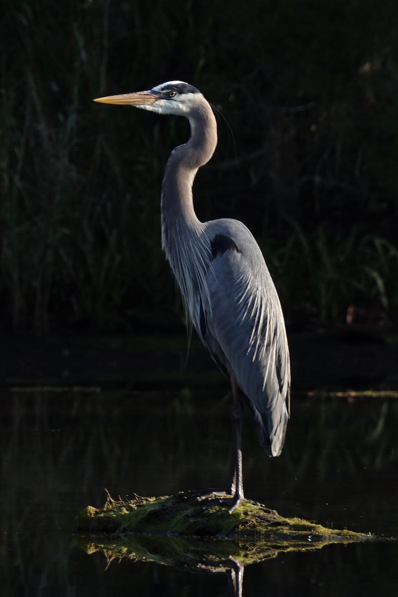 Garza Azulada - ML51905431