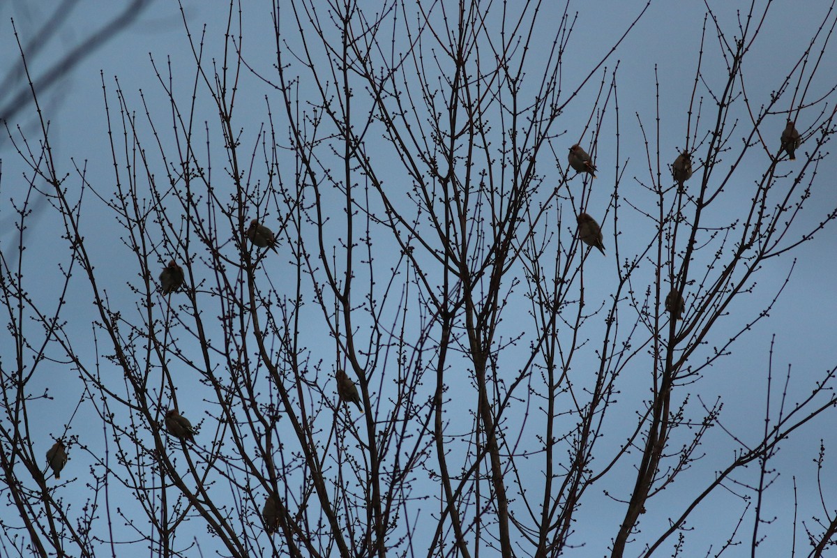 Bohemian Waxwing - ML519054481