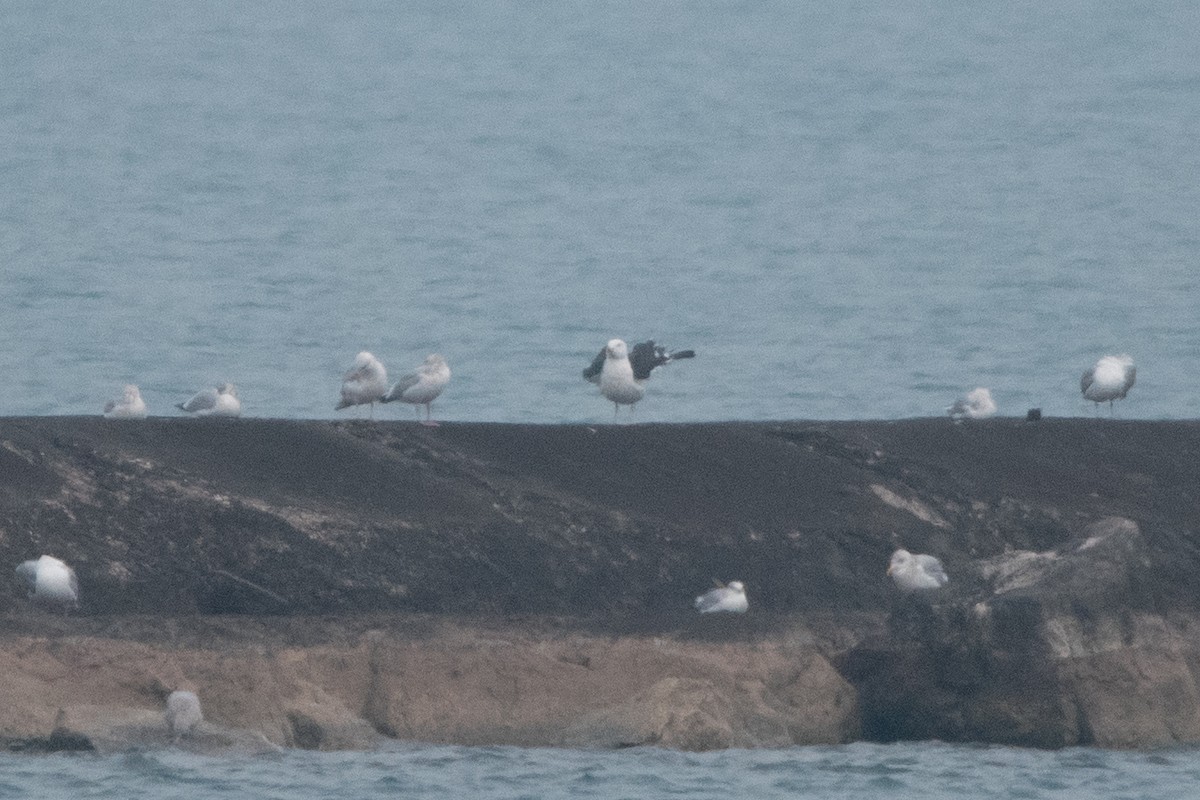 racek mořský - ML519054761