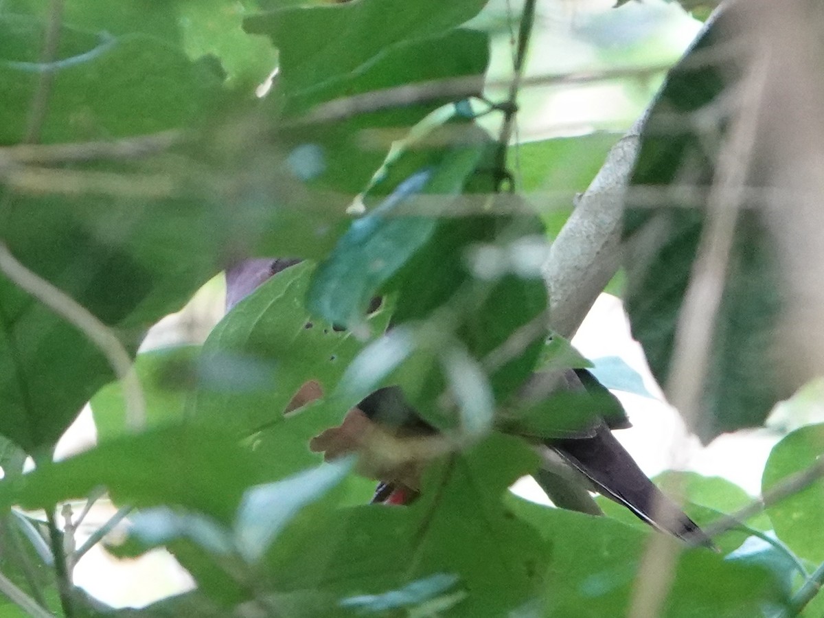 Ochre-bellied Dove - Barry Reed