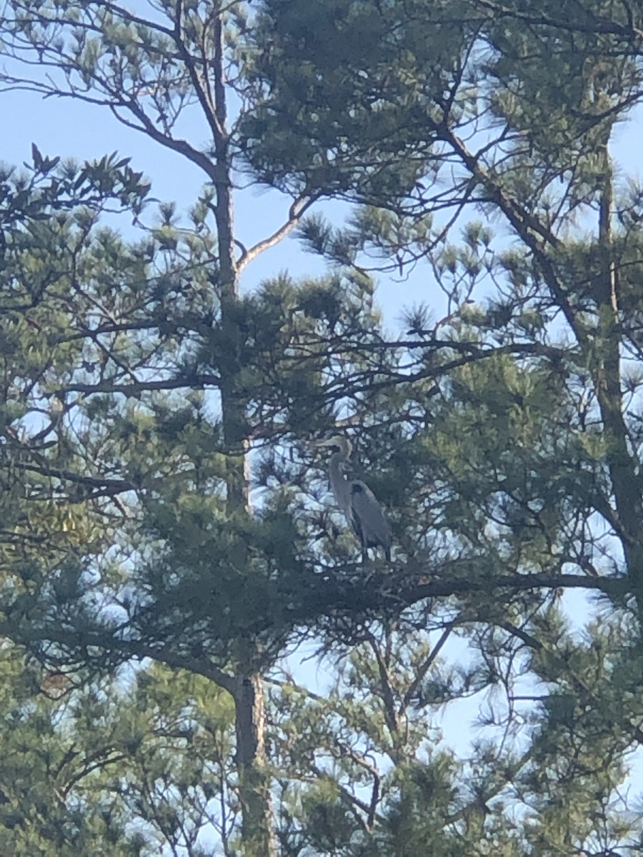 Great Blue Heron - ML519054871