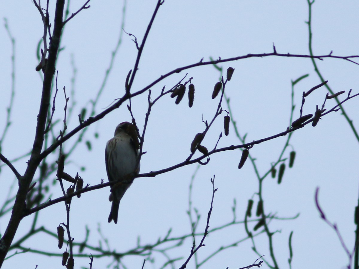 Common Redpoll - ML519055051