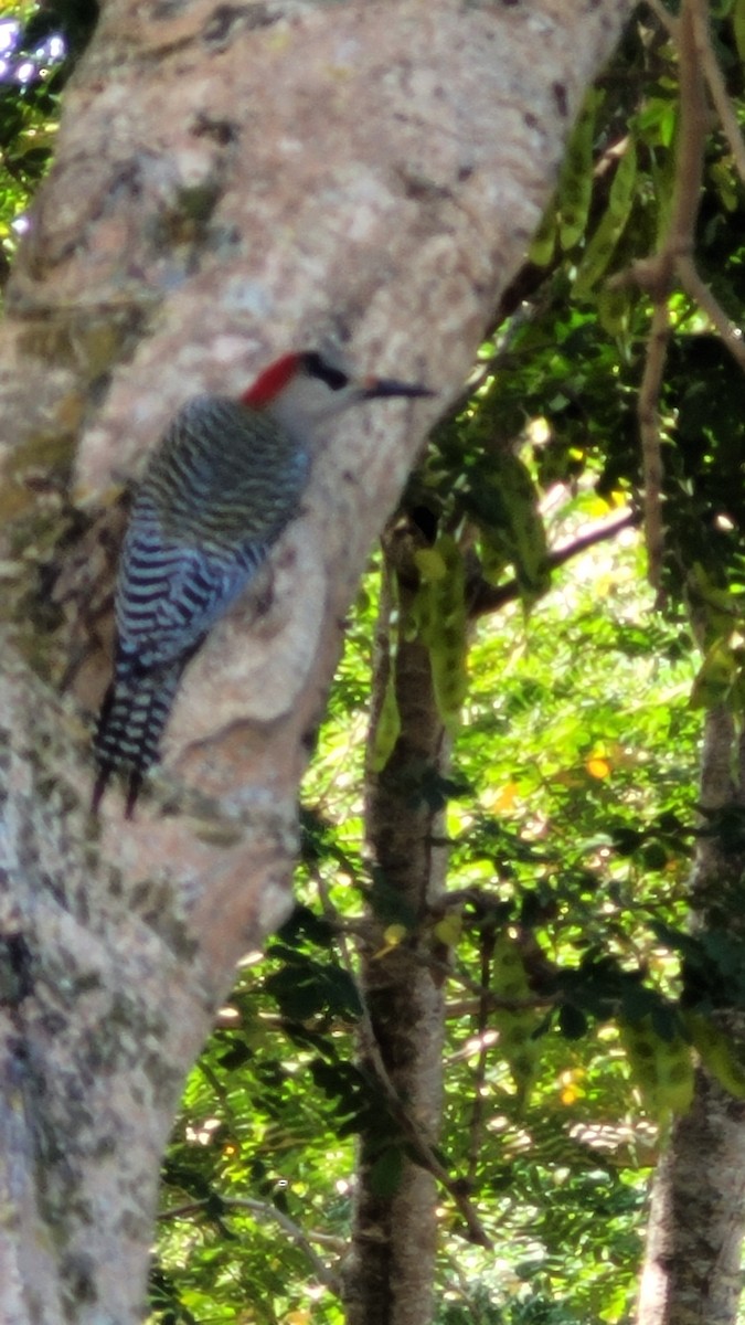 West Indian Woodpecker - ML519055411