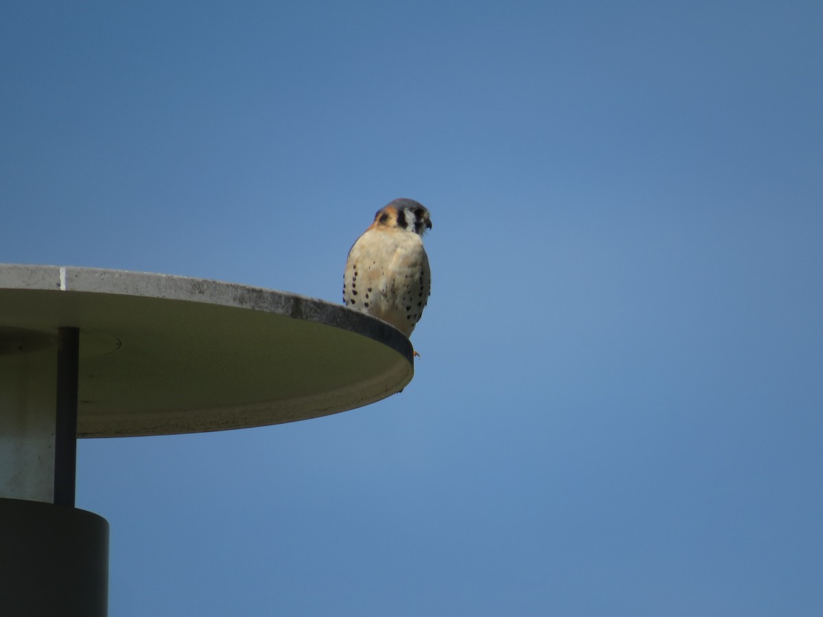 American Kestrel - Henry Burton