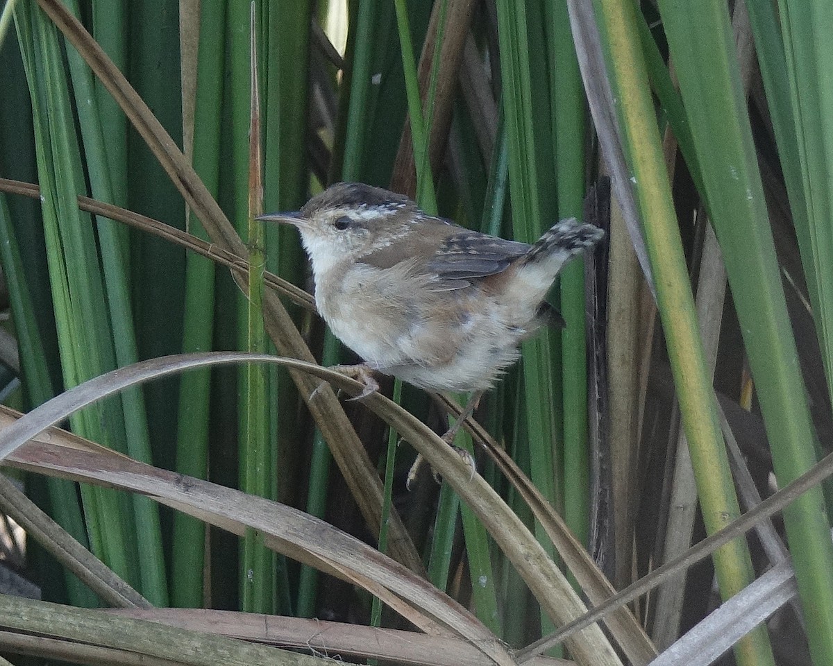 Marsh Wren - ML51905651