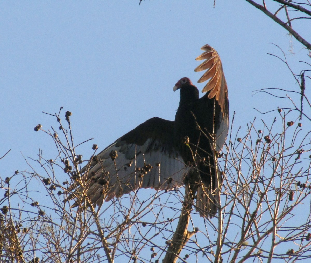 Turkey Vulture - ML519061271