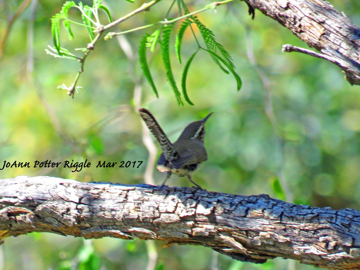 Bewick's Wren - ML51906131