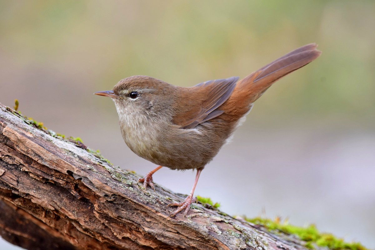 Cetti's Warbler - ML519061501