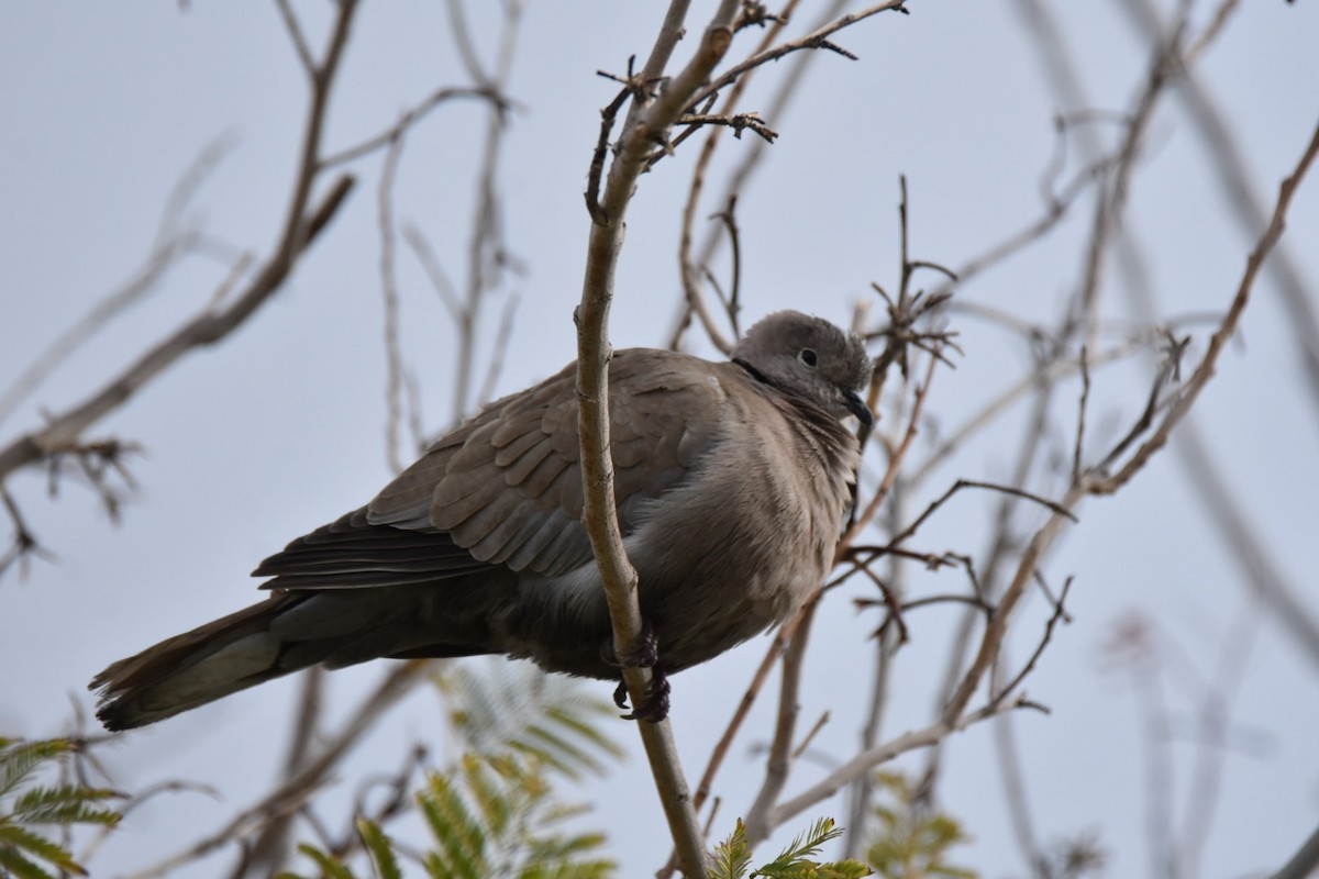 Eurasian Collared-Dove - ML519062451