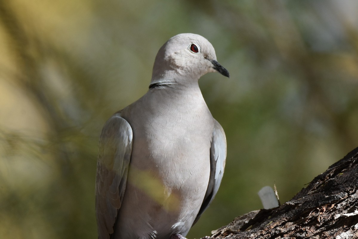 Eurasian Collared-Dove - ML519062461