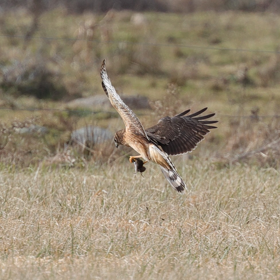 Northern Harrier - ML519062611