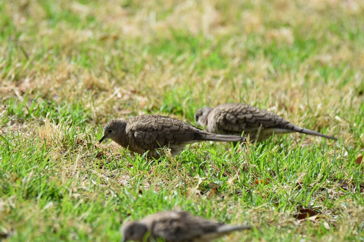 Inca Dove - ML519062621