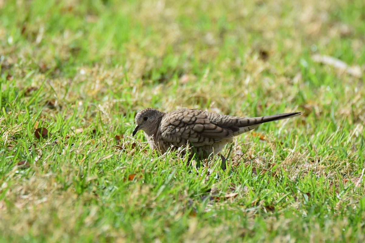 Inca Dove - ML519062631