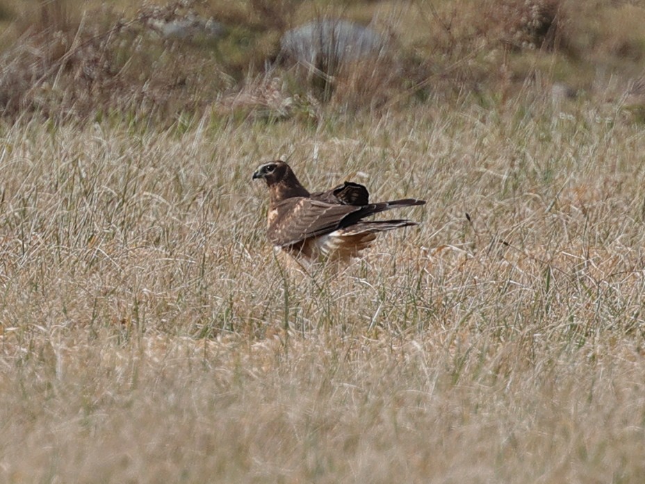 Northern Harrier - ML519062681