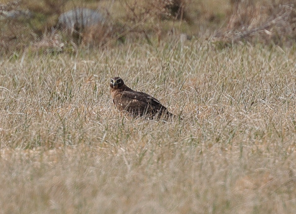 Northern Harrier - ML519062701