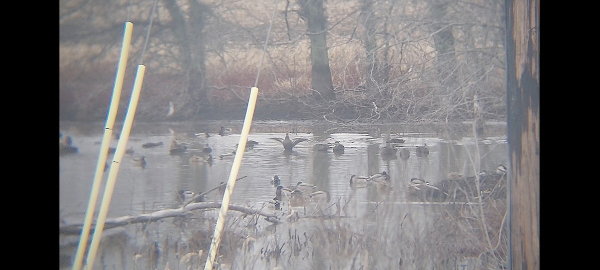 American Black Duck - ML519062761