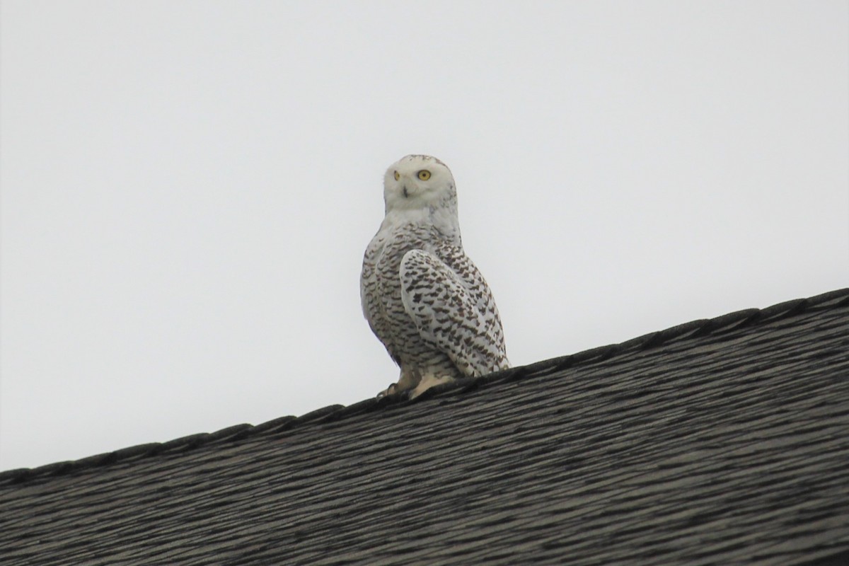 Snowy Owl - Aashay Mody