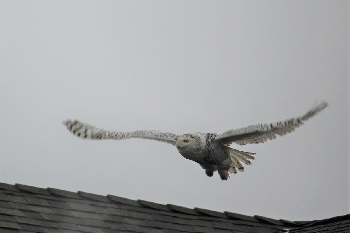 Snowy Owl - Aashay Mody