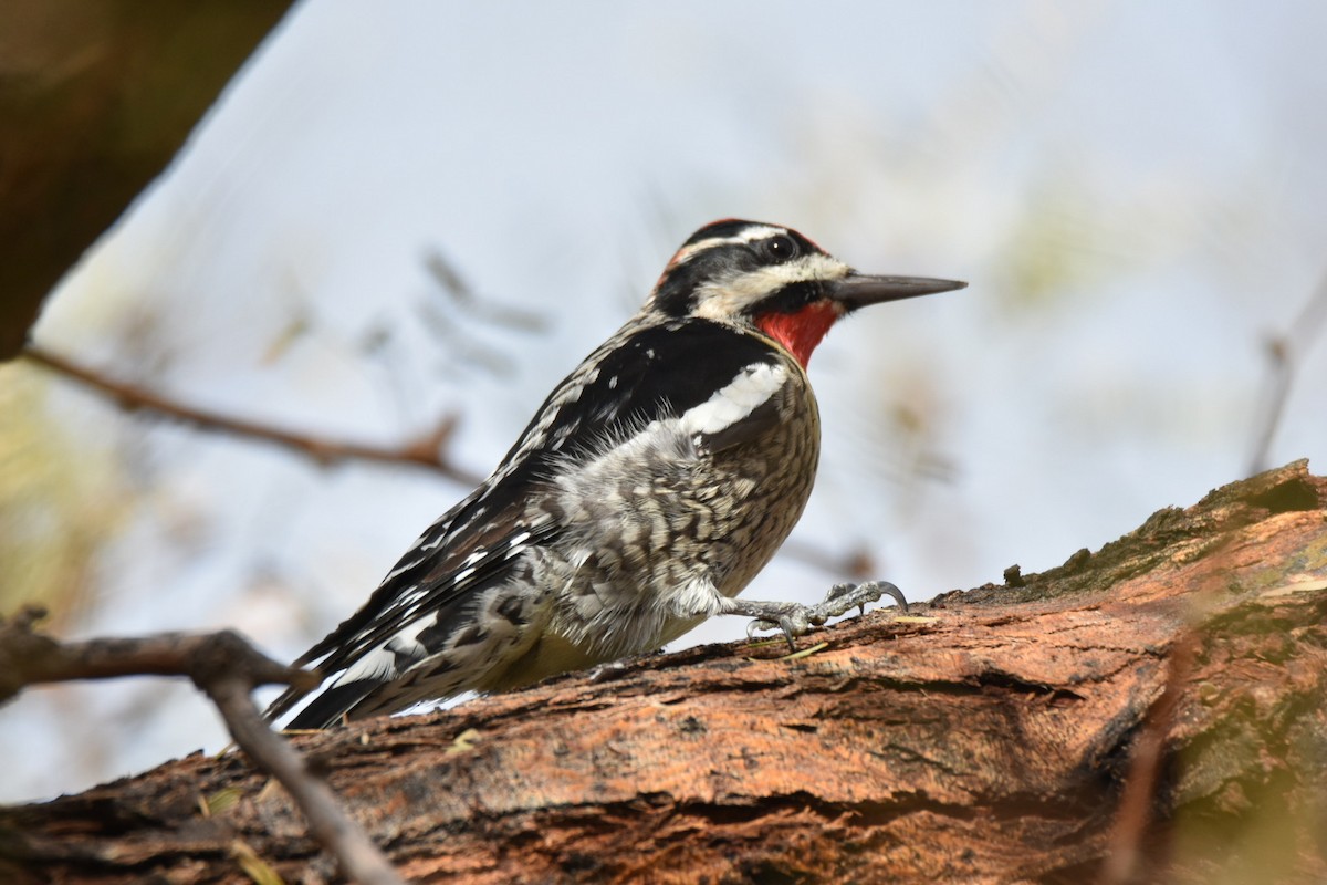 Red-naped Sapsucker - ML519063461