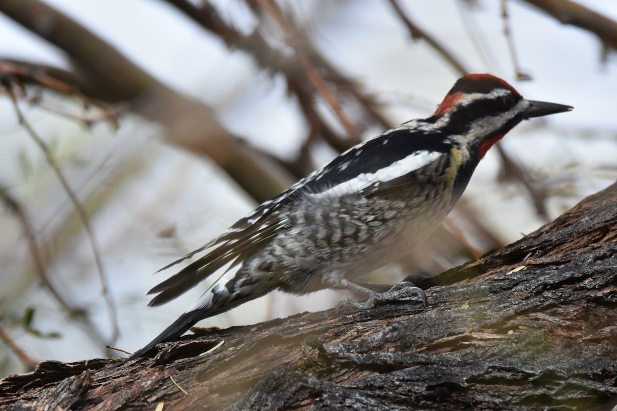 Red-naped Sapsucker - ML519063471