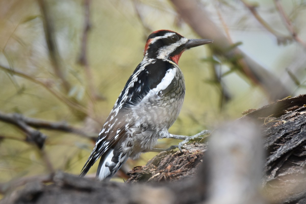 Red-naped Sapsucker - ML519063481