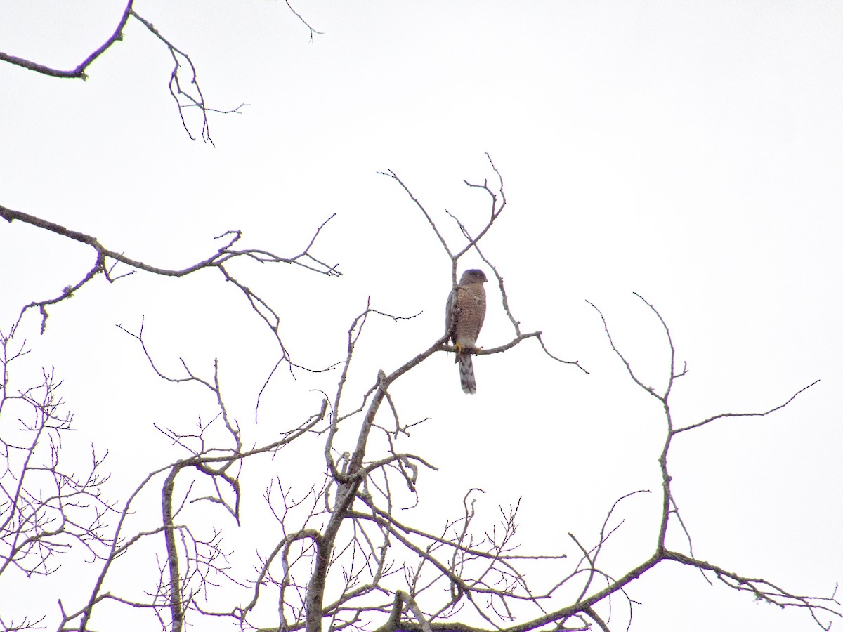 Sharp-shinned Hawk (Northern) - ML519064101