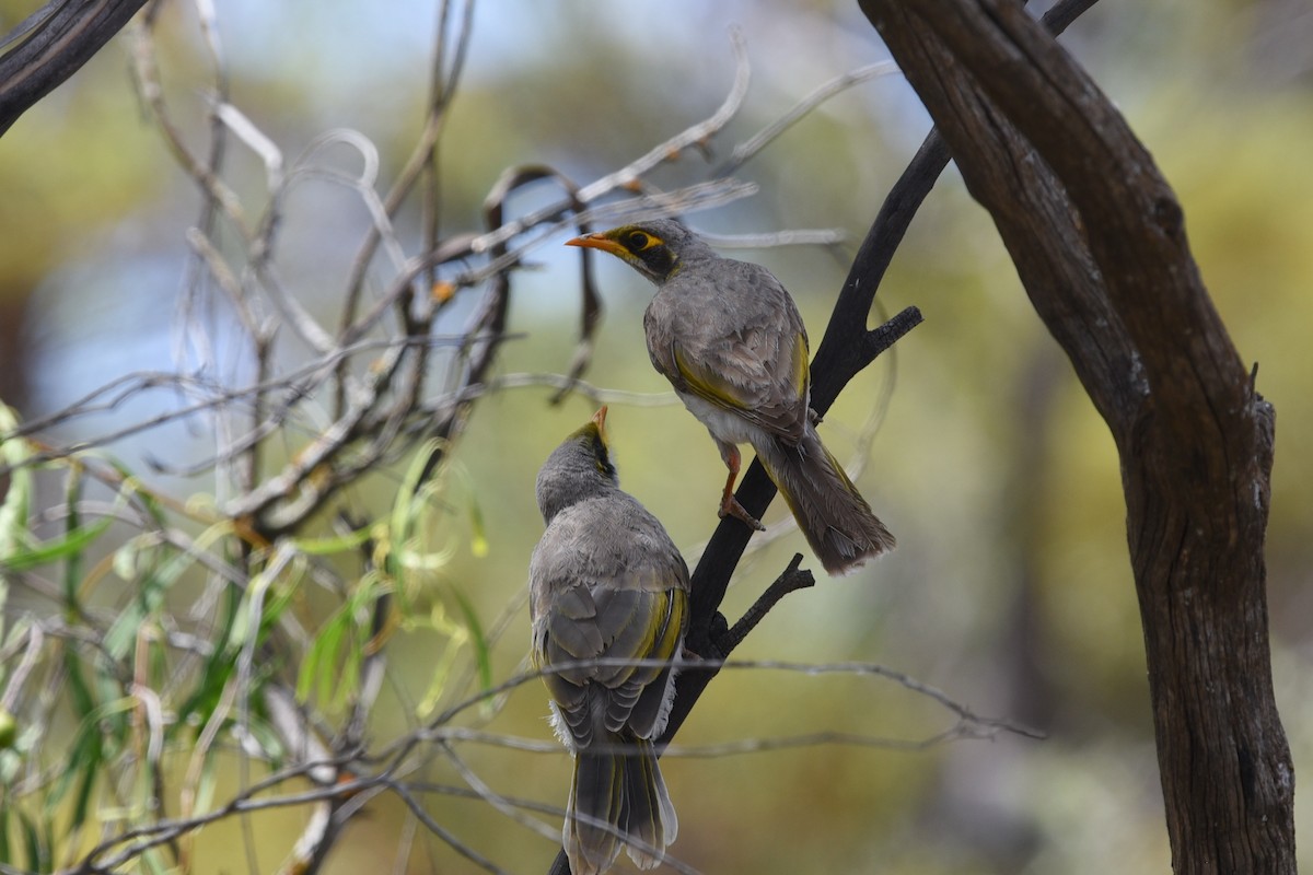 Yellow-throated Miner - ML519064891