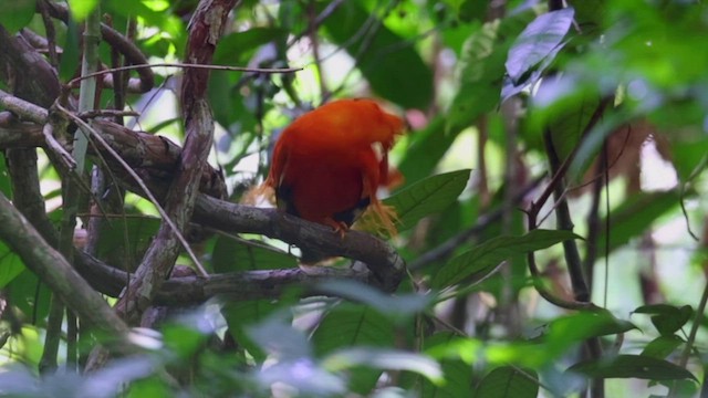 Coq-de-roche orange - ML519065101