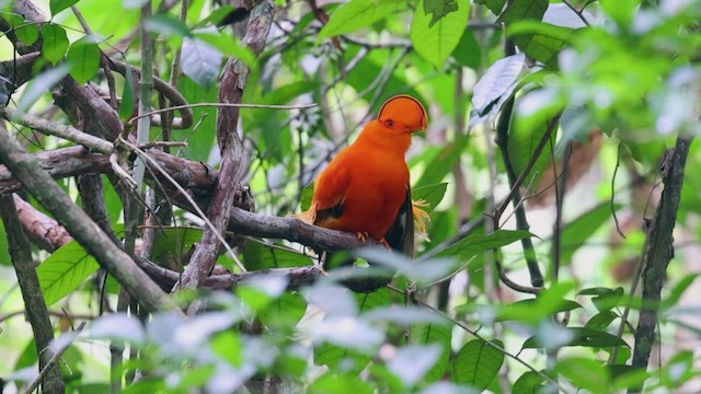 Coq-de-roche orange - ML519065111