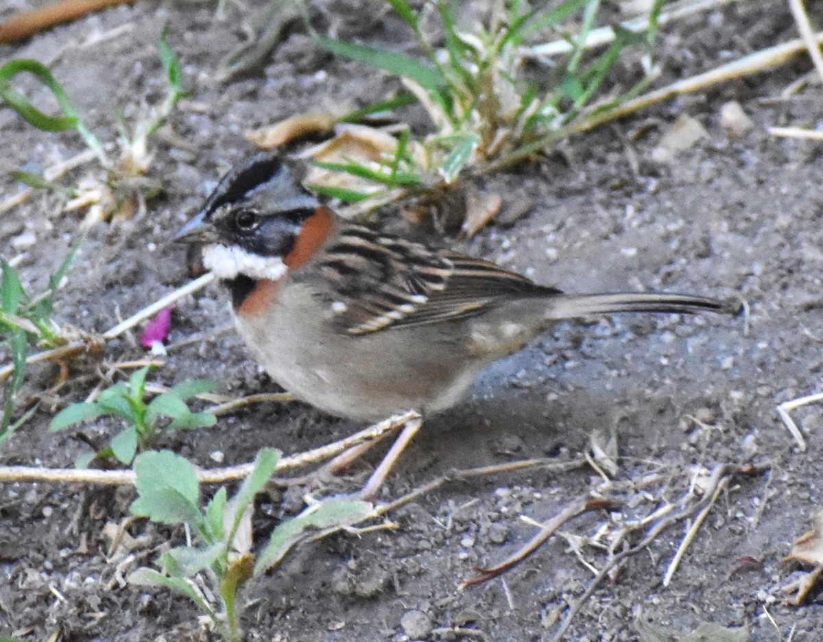 Rufous-collared Sparrow - ML519068431