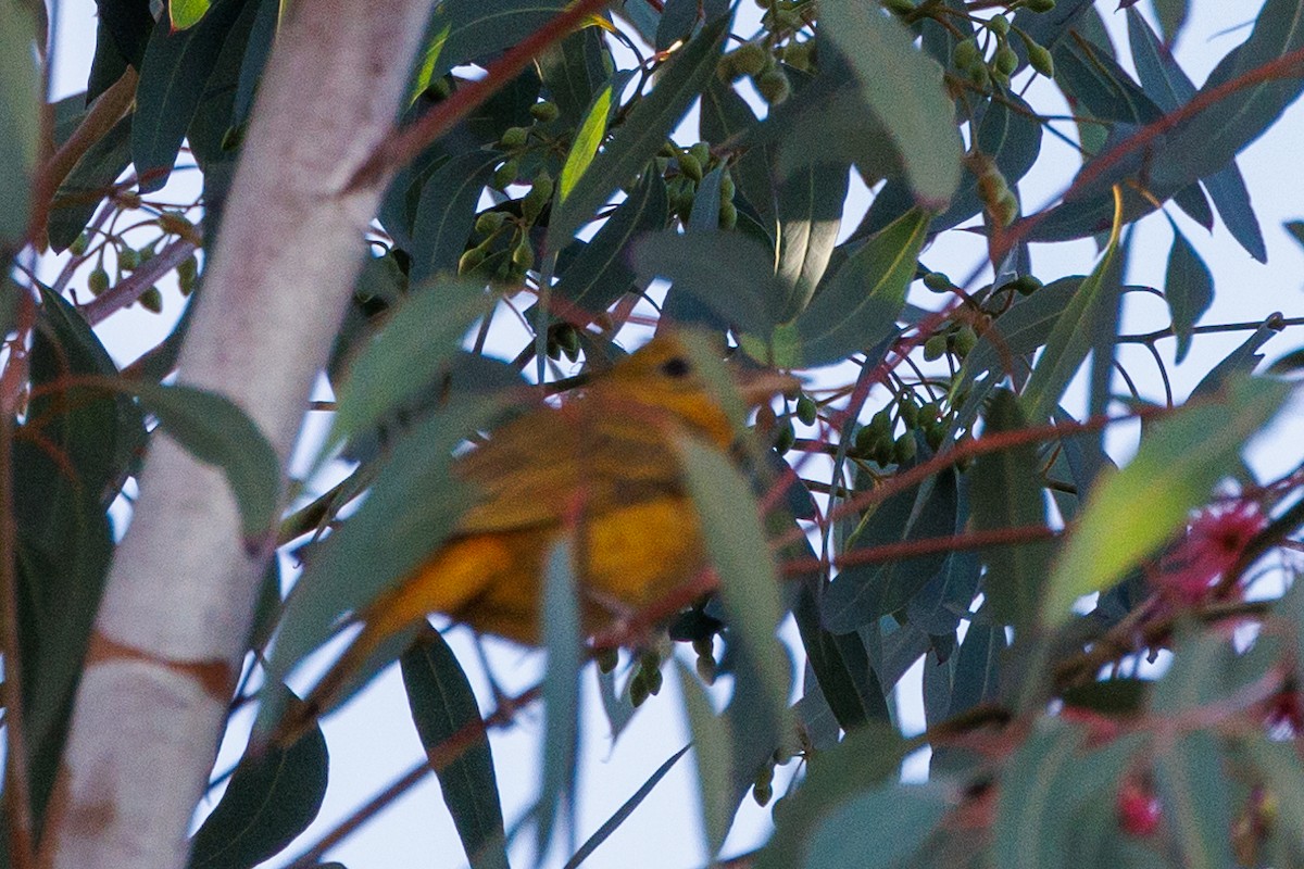 Summer Tanager - Randy Ehler