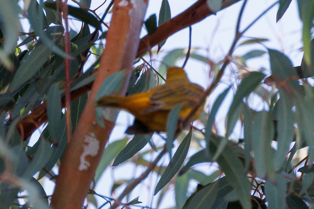 Summer Tanager - Randy Ehler