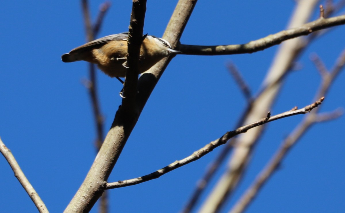 Red-breasted Nuthatch - ML519072621