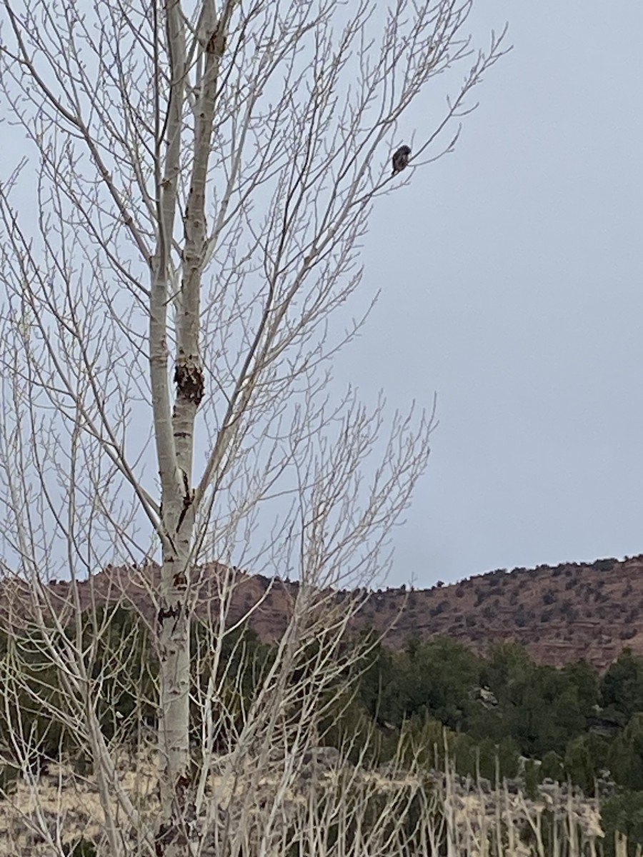 Northern Pygmy-Owl - ML519072751