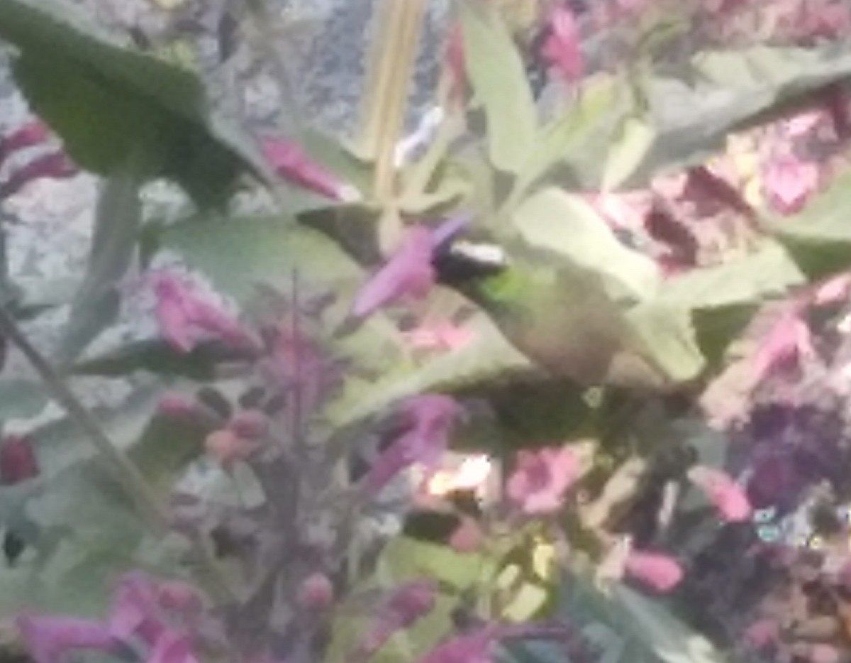 Xantus's Hummingbird - ML519072831