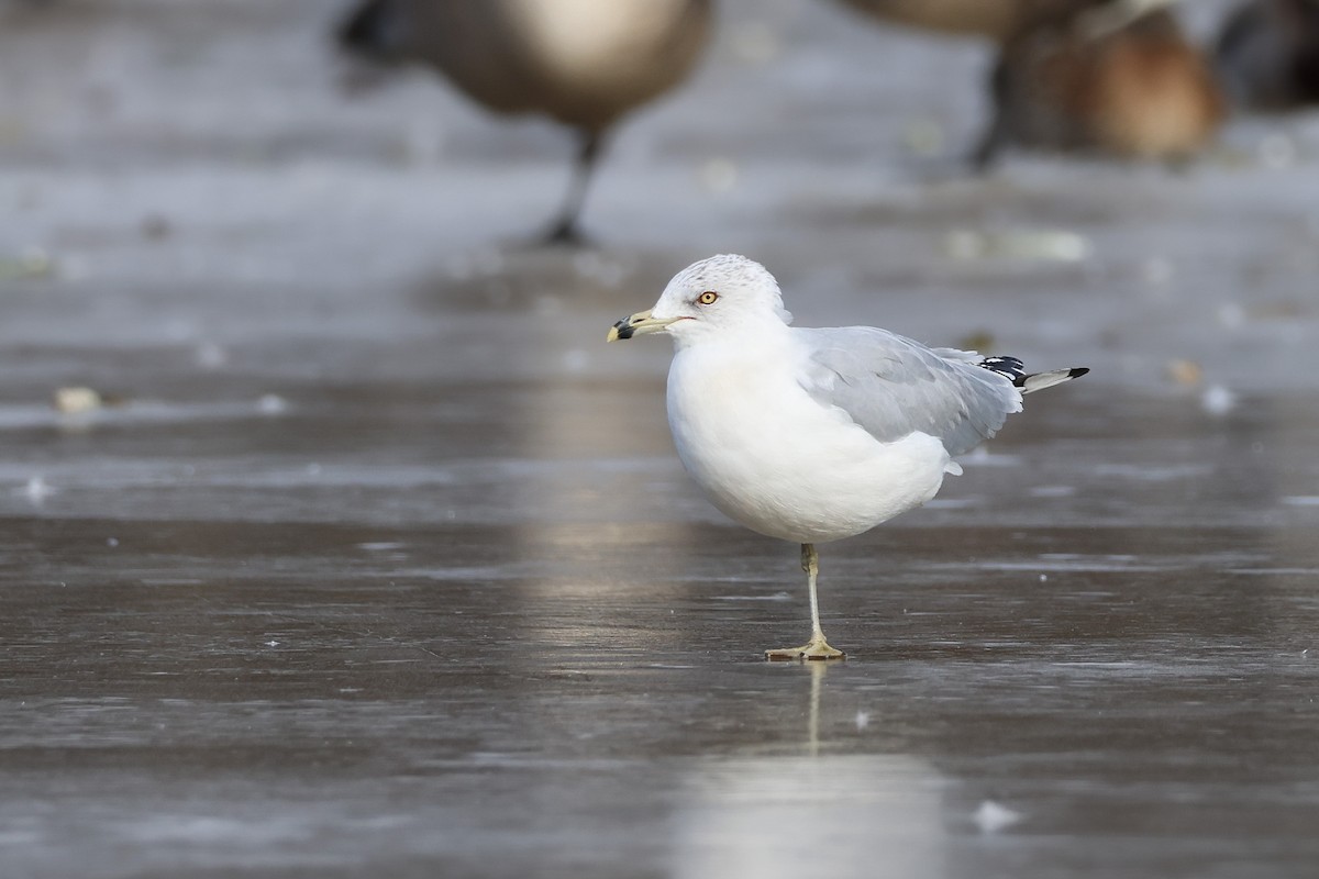 Ring-billed Gull - ML519073911