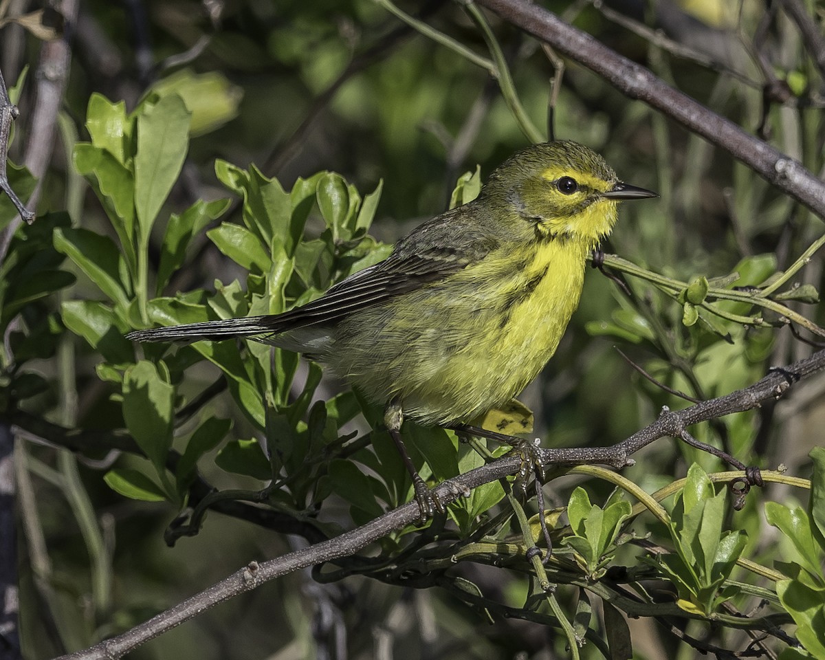 Prairie Warbler - David Hall