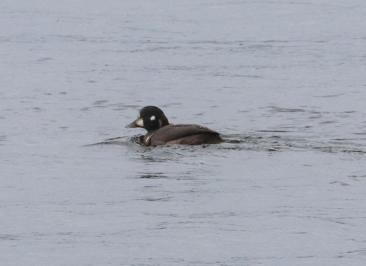 Harlequin Duck - ML519074611