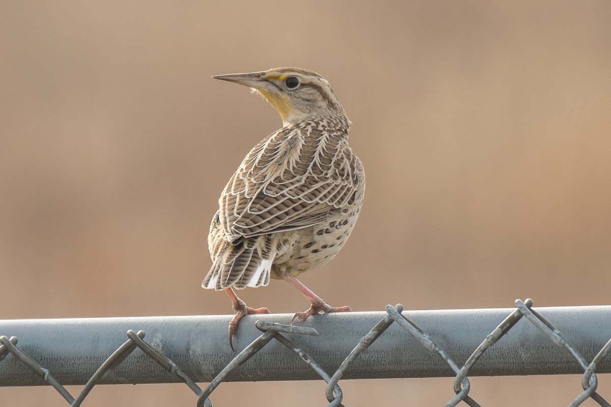 Western Meadowlark - ML519077951