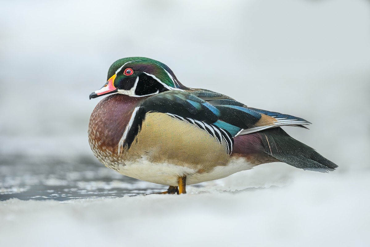 Wood Duck - ML519078281