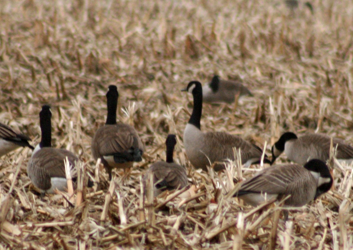 Cackling Goose - ML519078311