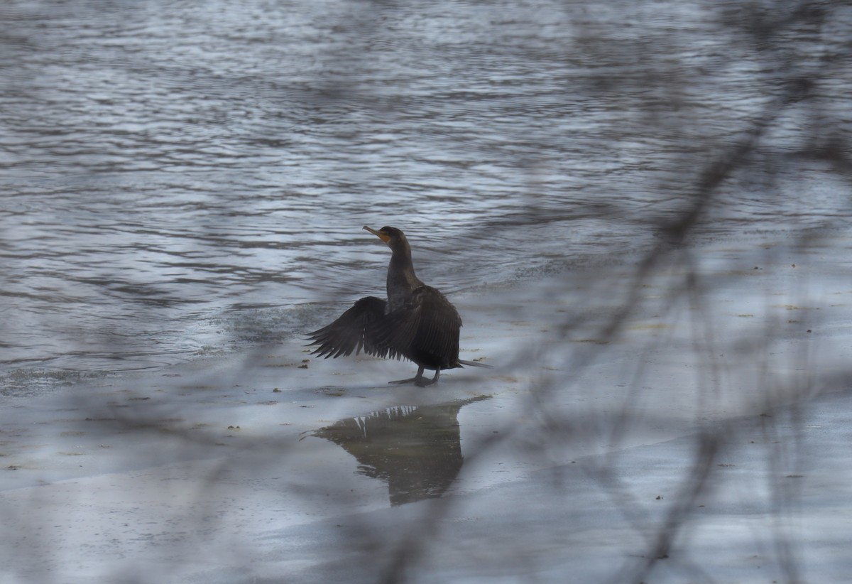 Cormorán Orejudo - ML519078651