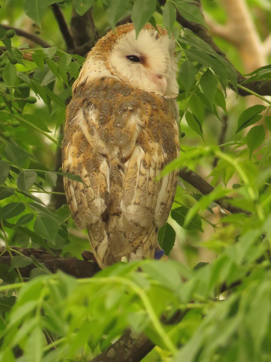 Barn Owl - ML519078661