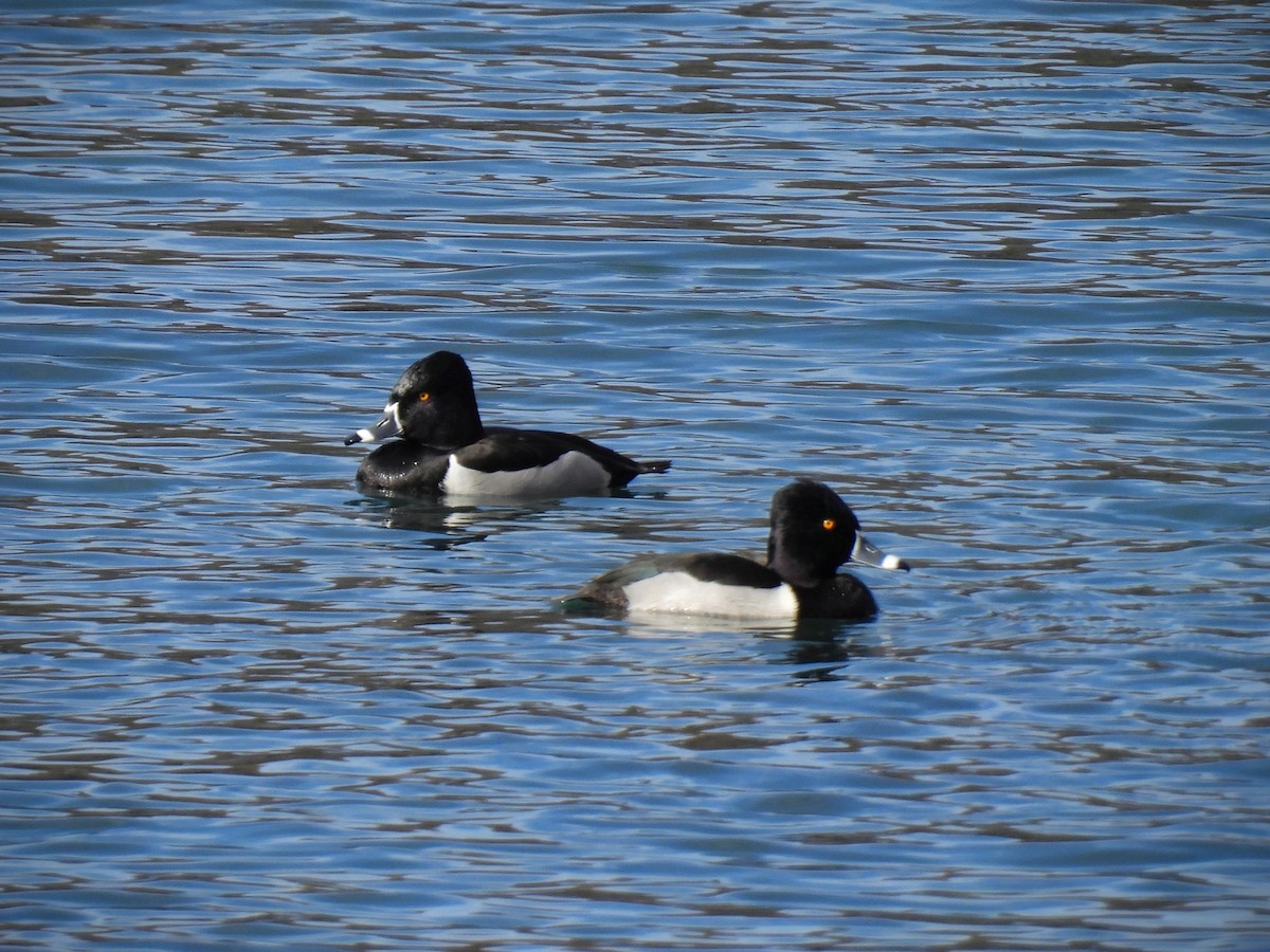 Ring-necked Duck - Jeff Gardner